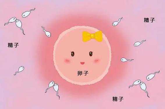 广州传承生殖医学有限公司靠谱么[做试管怀孕生化],武汉哪家医院可以做供卵试