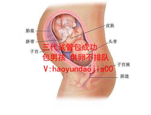 广州供卵基因_供卵成功率最高的是广州吗_代孕公司哪家诚信_5A级代孕中心